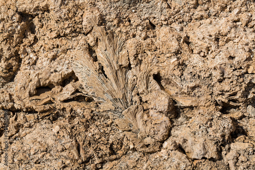 Wallpaper Mural Fossil corals of the Red Sea. Ancient creatures, turned into stone. Reef corals. Torontodigital.ca