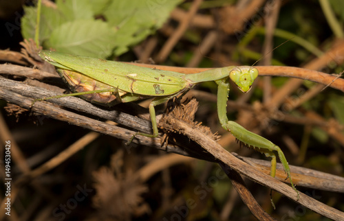 The European mantis (Mantis religiosa).A green female insect, in dense vegetation, is preparing to lay eggs.