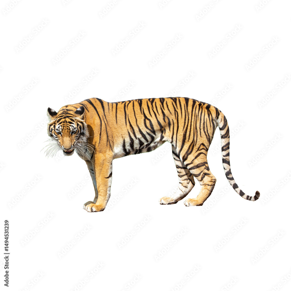 Obraz premium Isolated white bengal tiger, a wild feline predator with striking stripes