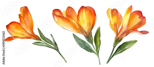 Fototapeta Naklejka Na Ścianę i Meble -  Orange freesia flowers watercolor illustration isolated on transparent background, delicate floral design, spring summer bloom, natural botanical element, artistic bouquet decoration
