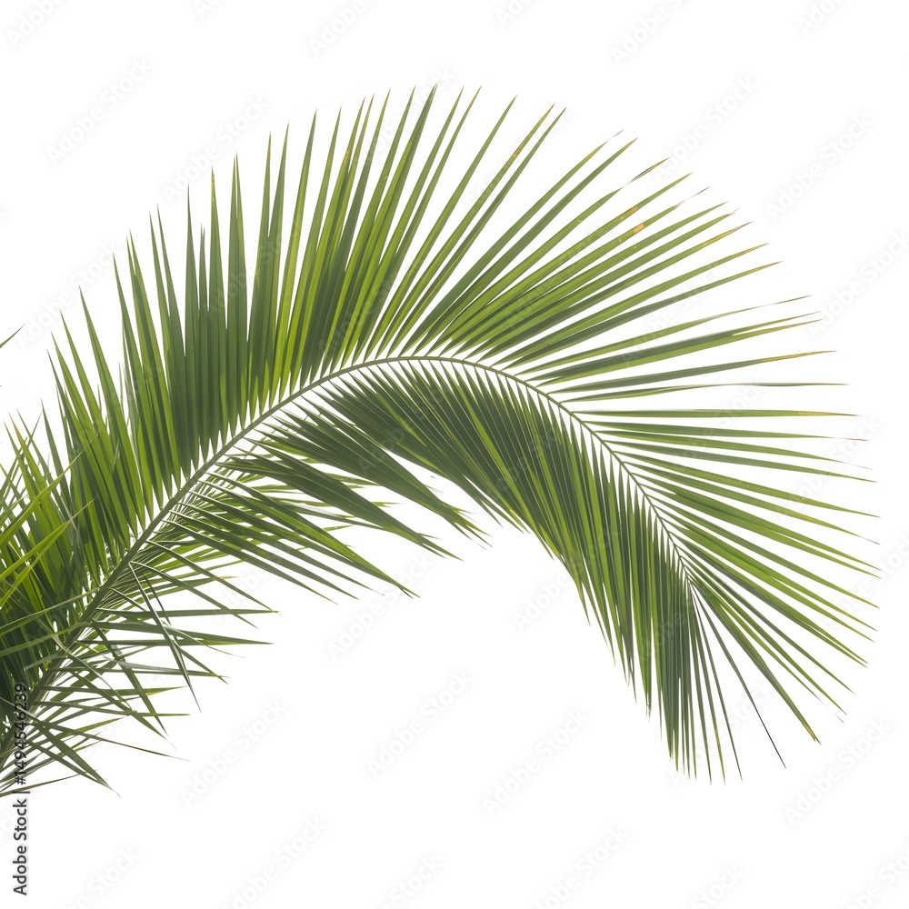 Obraz premium Vibrant Green Palm Leaf on White Background