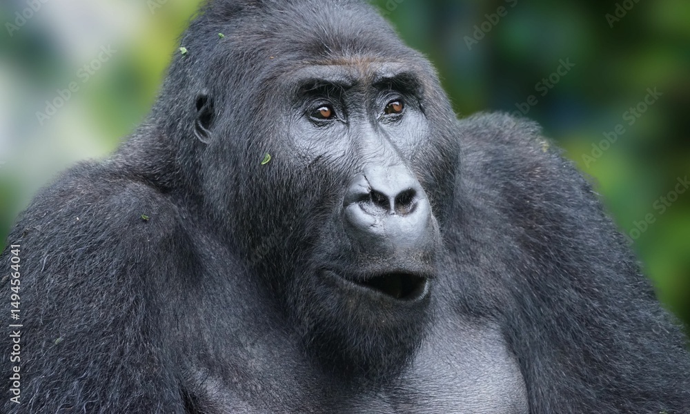 Fototapeta premium Critically Endangered Cross River Gorilla in Tropical Forest