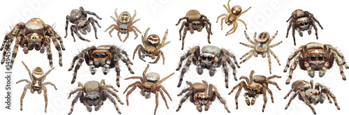 spider watercolor clipart