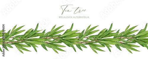 Tea tree plant seamless border watercolor botanical illustration. Melaleuca alternifolia essential herb illustration. Tea tree branch border with green leaves. Medicinal aroma scented plant element