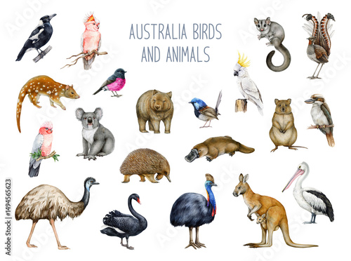 Australia animal and bird watercolor illustration set. Hand drawn kangaroo, koala, kookaburra, echidna, platypus, cassowary, wombat realistic collection. Australia native wildlife painted collection