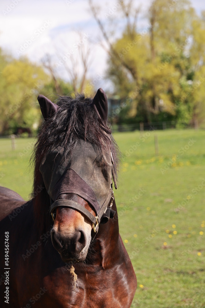 Obraz premium Horse with a brown face and a black mane is standing in a field