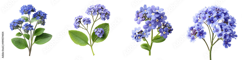 Obraz premium A cluster of beautiful fully bloomed hydrangea flowers in shades of blue and purple set against a backdrop of green leaves in a natural serene environment