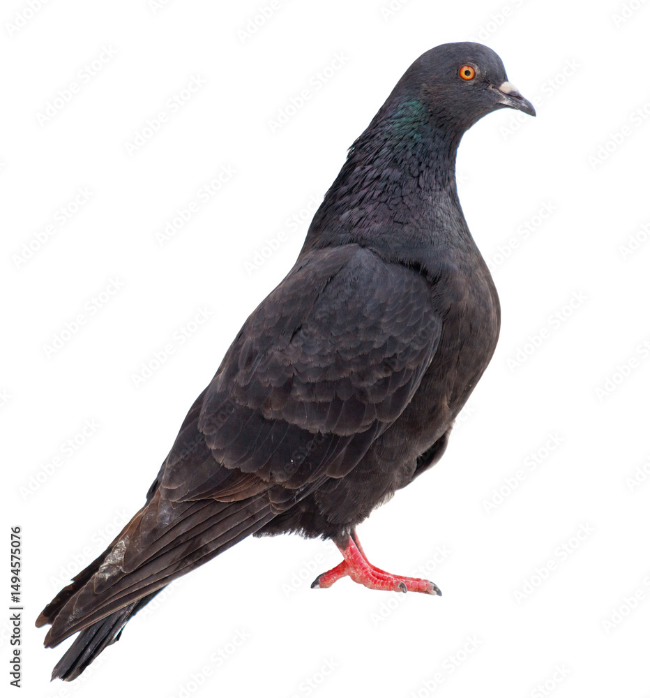 Obraz premium A black pigeon stands on a white background