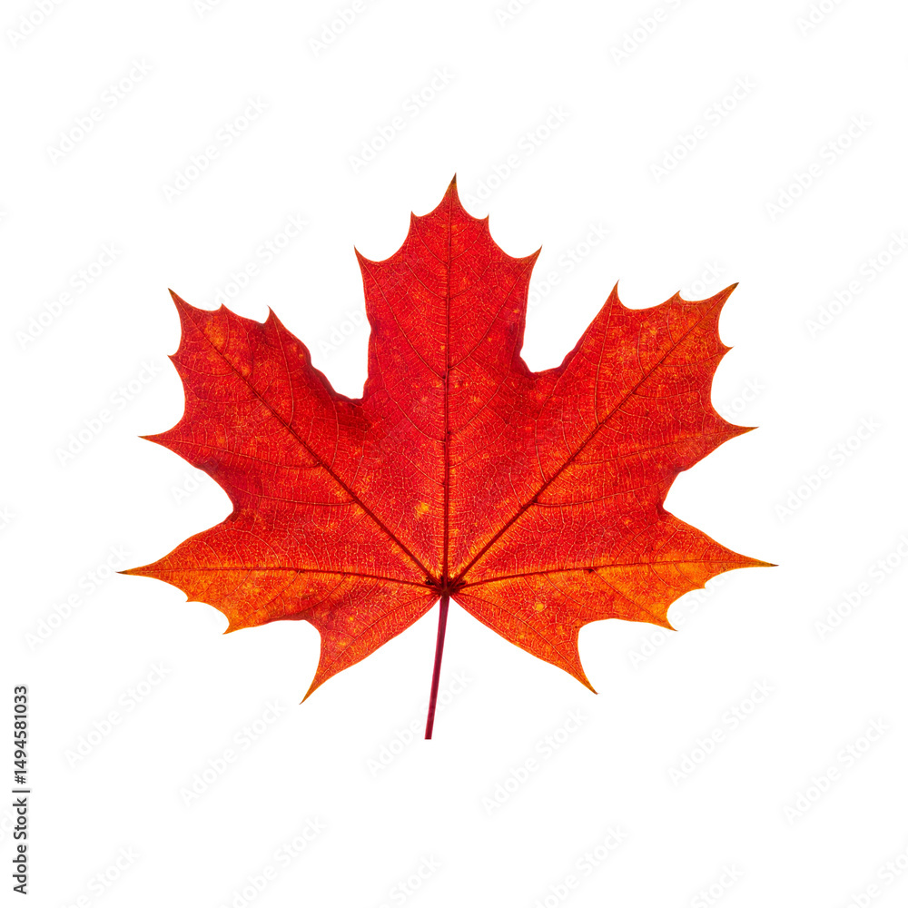 Fototapeta premium Isolated against a white backdrop, a vibrant red maple leaf showcases the beauty of the autumn season