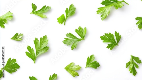 Fresh Parsley Sprigs on White Background