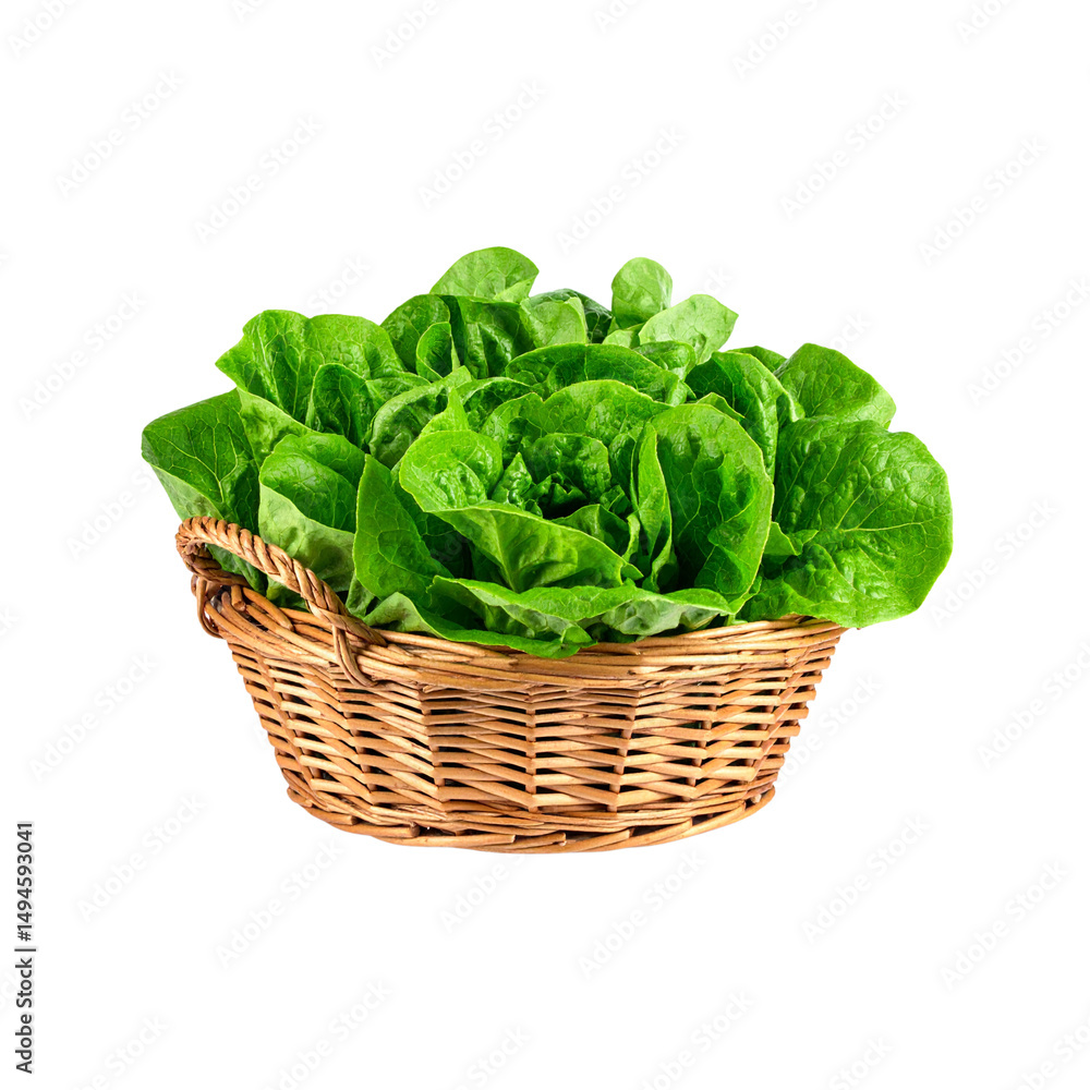 A basket of fresh organic lettuce, a healthy green vegetable often used in salads, sits isolated A basket of fresh organic lettuce, a healthy green vegetable often used in salads, sits isolated