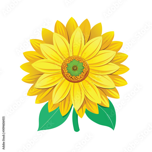 yellow sunflower isolated on white background.