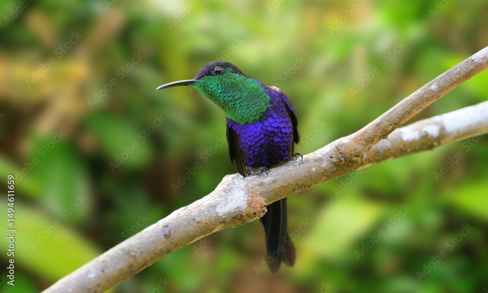 Fototapeta premium Long-tailed Woodnymph – Endangered Emerald Hummingbird of Brazil’s Atlantic Forest