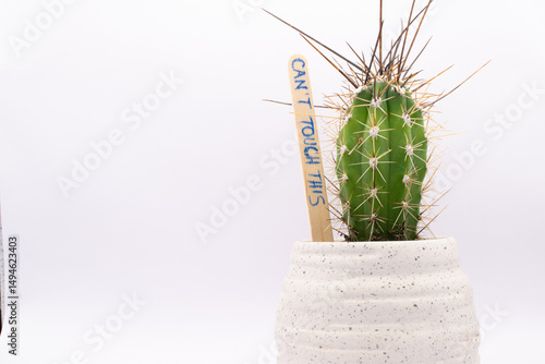 cactus in a pot. Baby cactus in white pot against white background : Small but very spiky cactus in white ceramic pot with funny text 