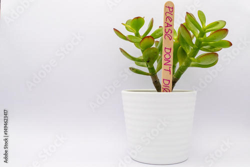 plant in pot. succulent plant in white pot against white background. Baby tree in pot with funny writing on the ice cream stick saying 