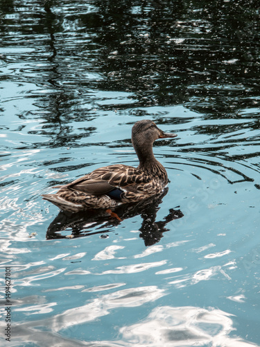 duck on the lake