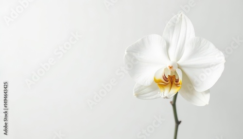Delicate white orchid blossom against pure white backdrop, art, fresh