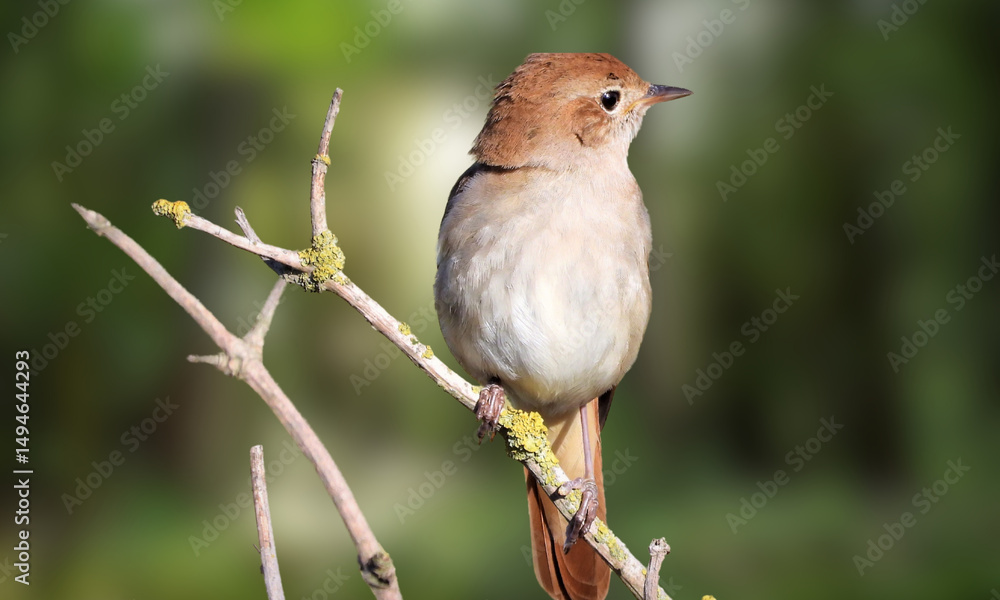 Fototapeta premium Hoary-throated Spinetail – Critically Endangered Forest Bird Native to the Amazon Basin