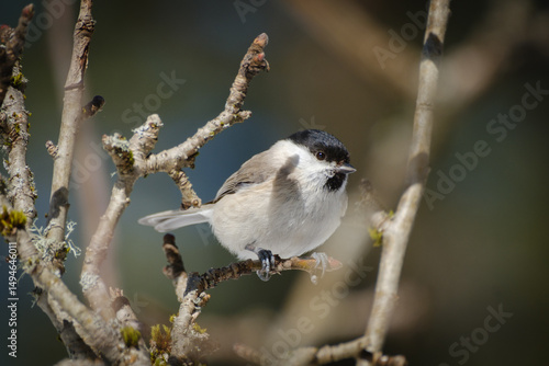 Marsh tit bird on a branch