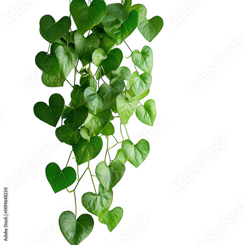 Heartleaf philodendron vine isolated on transparent background