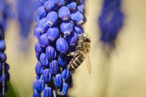 Fotografie Blue grape hyacinth flower with a bee
