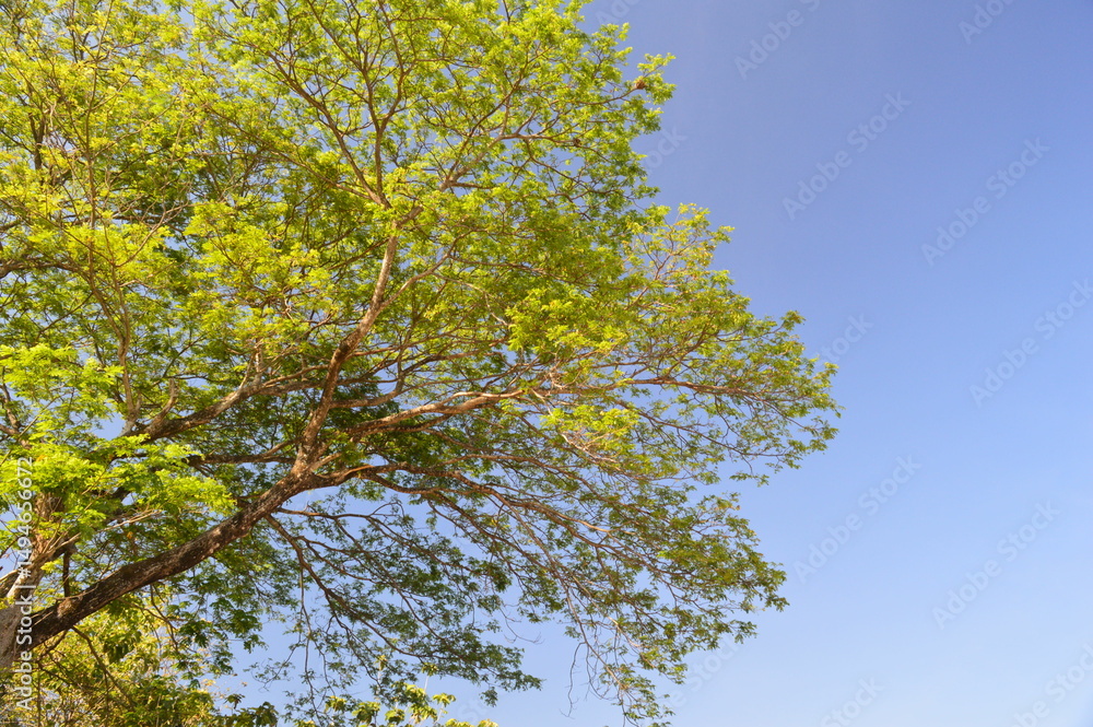 Obraz premium green leaves against blue sky