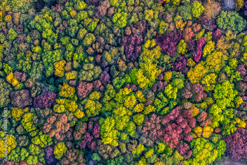 Obraz na plátně canopée