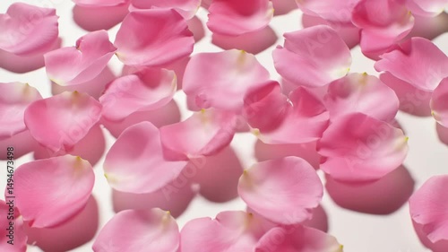 Delicate pink rose petals gently falling on white background.