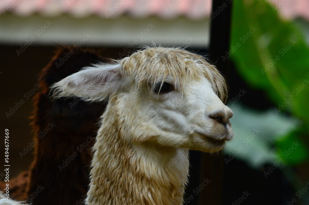 Fototapeta premium old llama on the ground