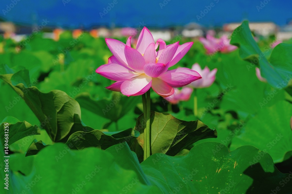Fototapeta premium pink lotus in full blooming 
