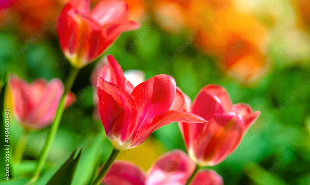 Obraz premium red tulips bloom on a green natural background 