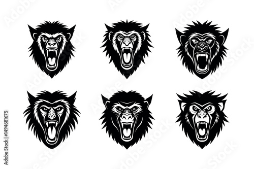 aggressive baboon face on white background 