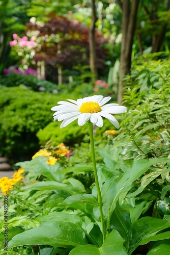 daisies in a garden
