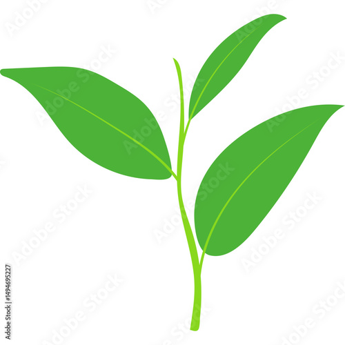 Green Tea Leaves