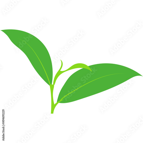 Green Tea Leaves