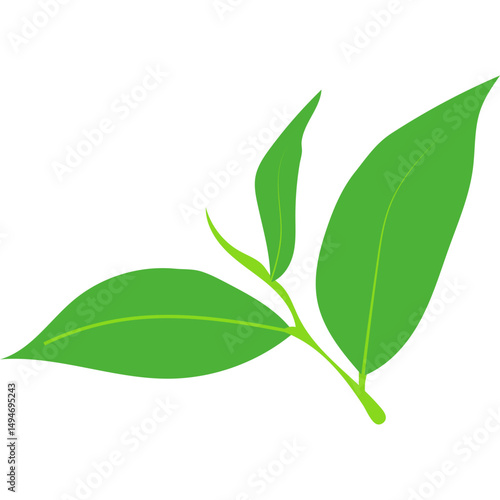 Green Tea Leaves