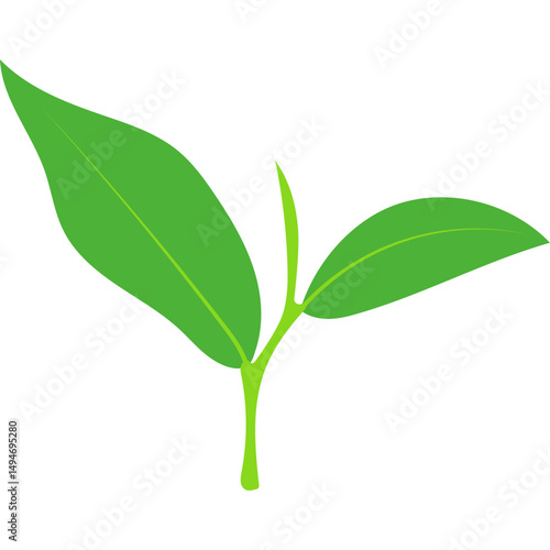 Green Tea Leaves