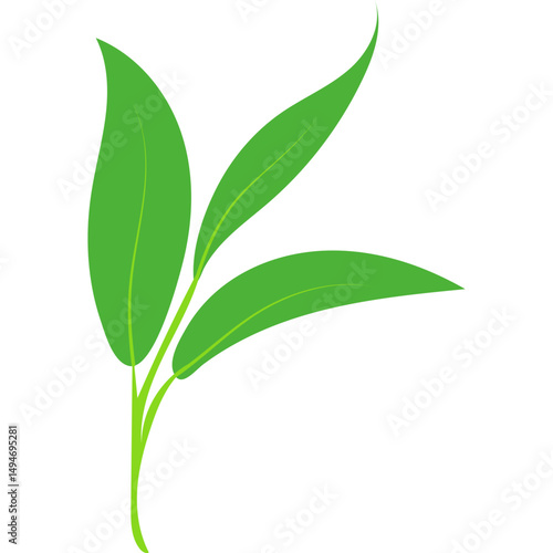 Green Tea Leaves