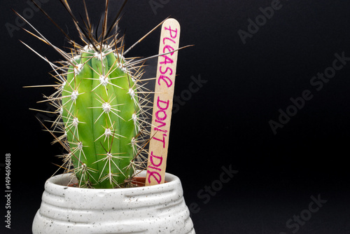Baby cactus in white pot against black background. Small but very spiky cactus in white ceramic pot with funny text 