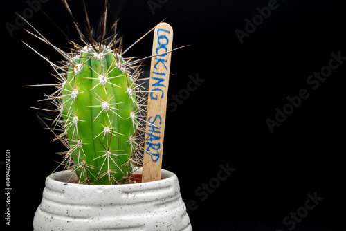 Baby cactus in white pot against black background. Small but very spiky cactus in white ceramic pot with funny text 