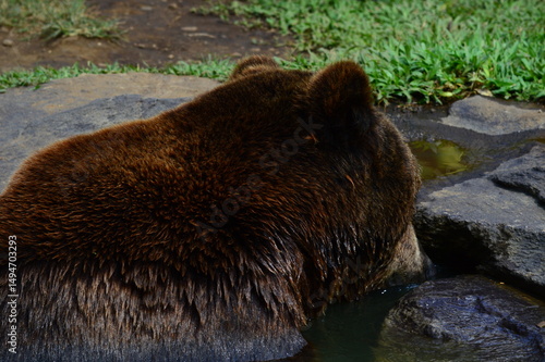 brown bear in the water