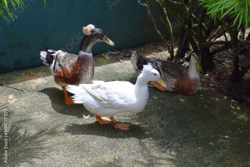 Photography Crested Duck Standing on the Ground in Kuala Lumpur Bird Park