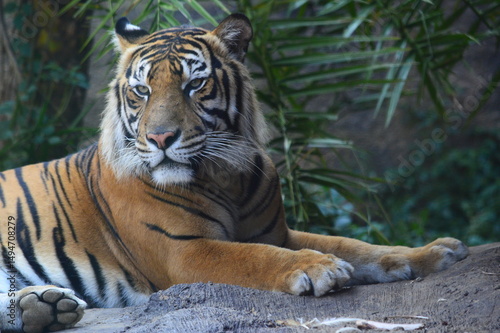 tiger in zoo