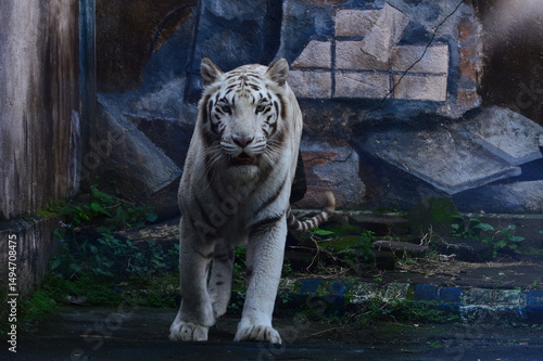 tiger in the zoo