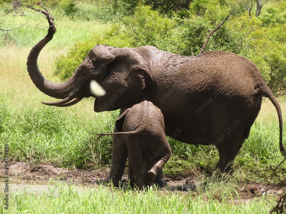 Fototapeta premium Mother and Baby Elephant splashing in the mud