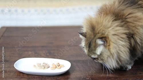 A Persian cat is picking up food on a plate.