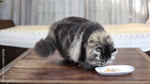 Close-up of a fluffy Persian cat, with its head down, focused on eating.

