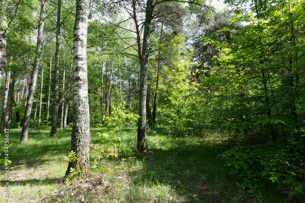 Obraz premium Sunlit Pathway Through a Lush Forest