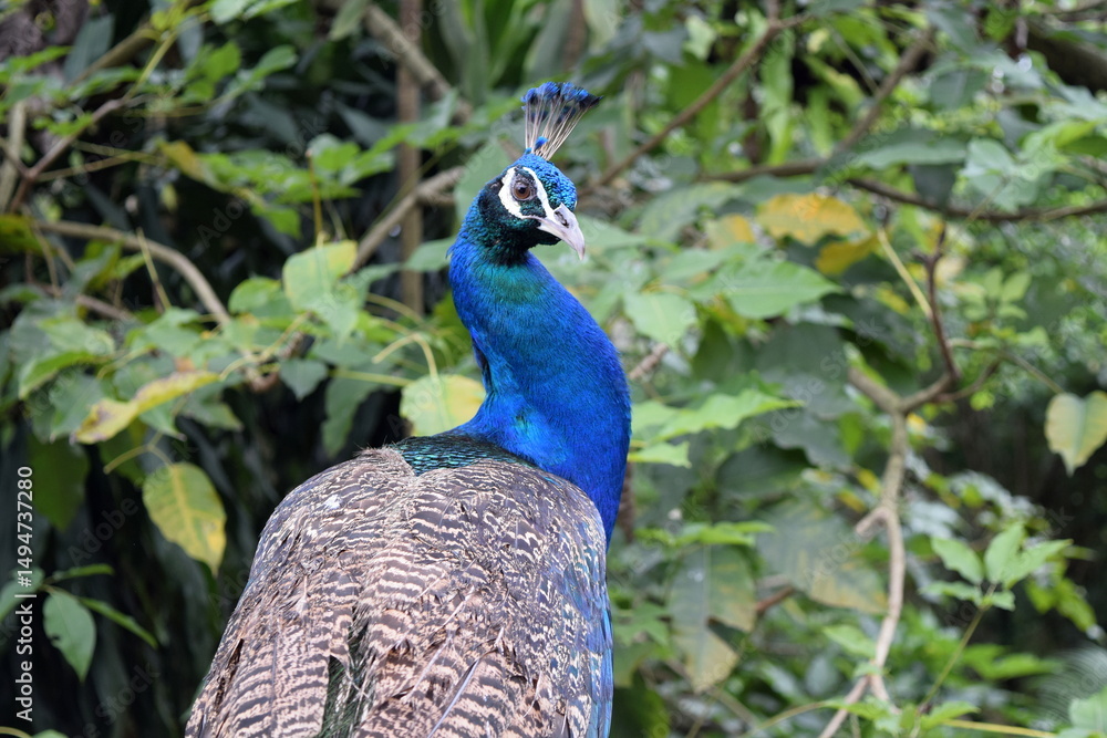 custom made wallpaper toronto digitalColorful Peacock standing proudly at Kuala Lumpur Bird Park, Malaysia