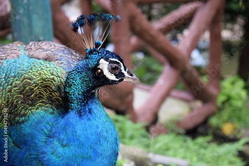 Photography Colorful Peacock standing proudly at Kuala Lumpur Bird Park, Malaysia